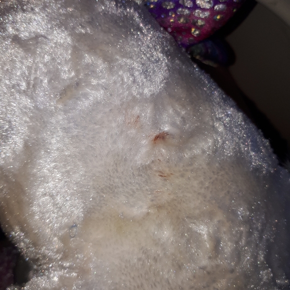 Rainbow Pegasus - Picture 5 of 5